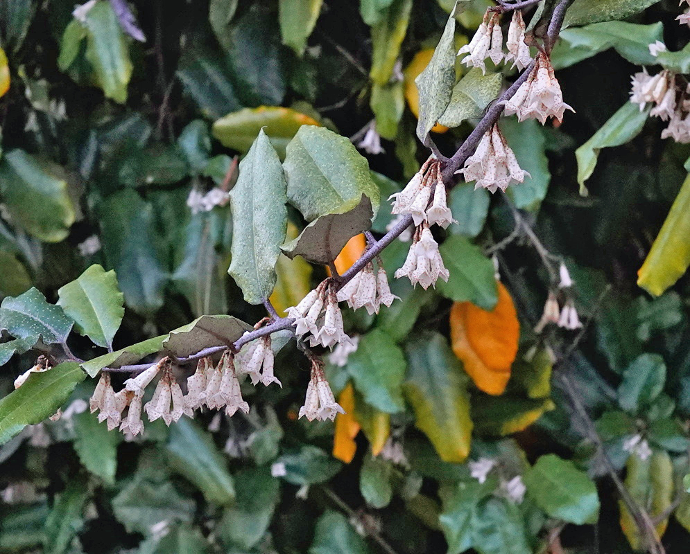 Elaeagnus pungens has drooping clusters of small pale bell-shaped flowers below green leaves with silvery undersides