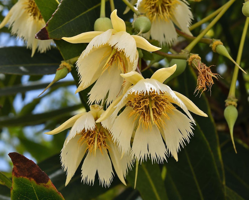Cream Elaeocarpus hygrophilus flowers hang in a cluster with deeply fringed petals and golden stamens