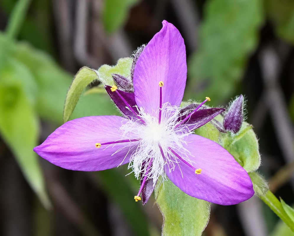 An Elasis hirsuta flower spreads three purple petals around fine white hairs and yellow anthers