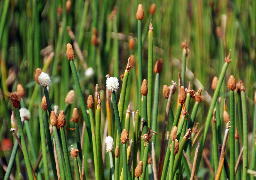 Leafless Eleocharis elegans stems with terminal spikelets of white flowers on top
