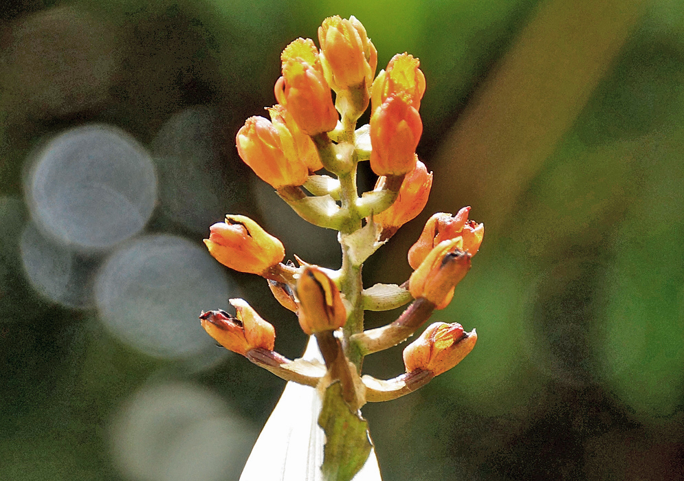 An inflorescence of yellow and orange Elleanthus aurantiacus flowers