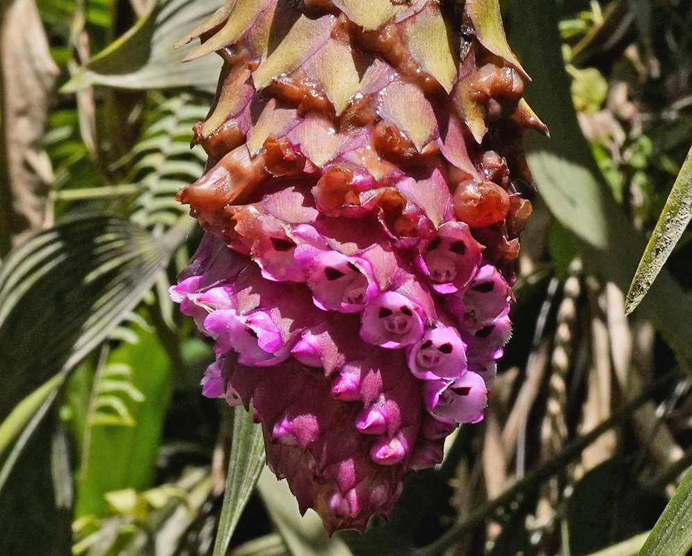Pink Elleanthus conifer flowers emerge below overlapping brown and purple bracts
