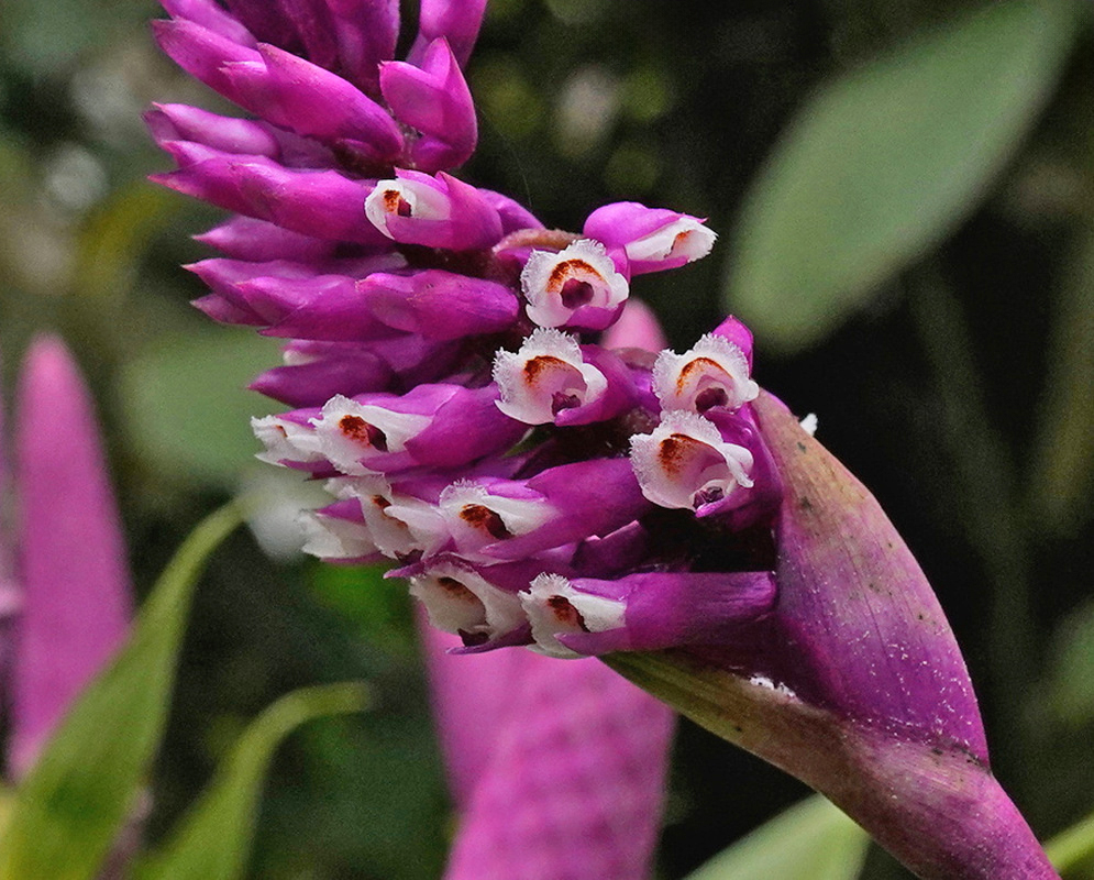 Pale pink Elleanthus robustus flowers open along a dense cone of purple bracts