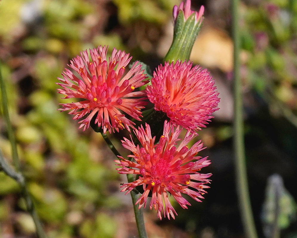 Pink-red Emilia fosbergii flowerheads form rounded clusters beside narrow unopened buds