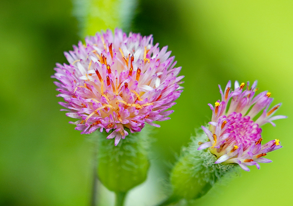 Rounded, brush-like Emilia sonchifolia flower with vibrant pink and lavender shades. The florets are densely packed in a spherical head.. Each tiny floret has a tubular shape, with yellow-orange stamens emerging from the tips, The flower head is supported by a slightly hairy, green stem. 