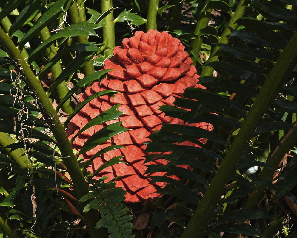Encephalartos ferox has a large orange-red cone with overlapping scales among dark green toothed leaflets