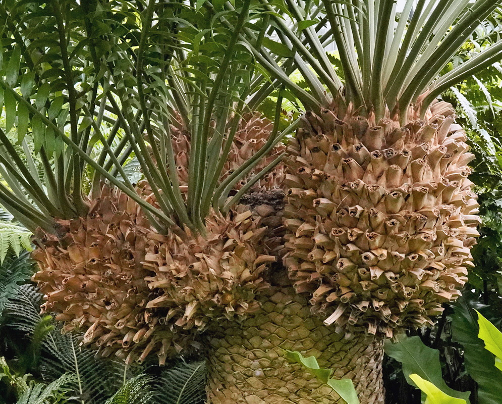 Encephalartos longifolius has several weathered brown cones with open scales beneath its crown of rigid green leaves