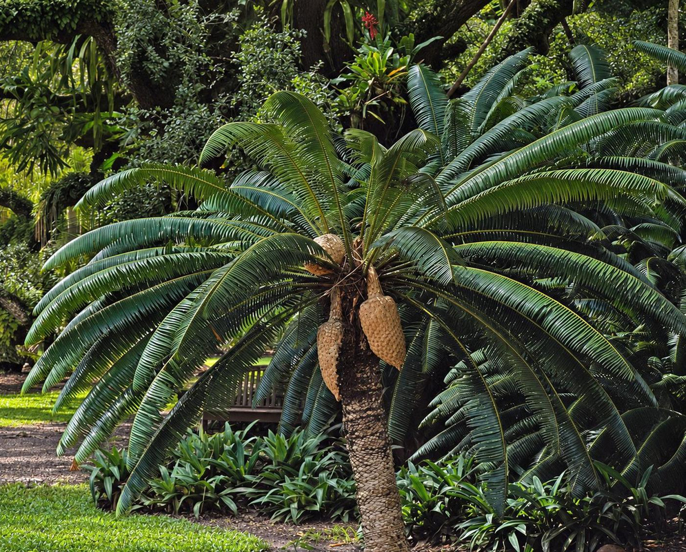 Encephalartos whitelockii spreads long arching leaves above a thick trunk and hanging brown cones