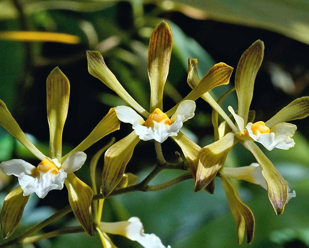 Encyclia adenocarpos has olive-green sepals and petals surrounding white lips with small yellow-orange central markings