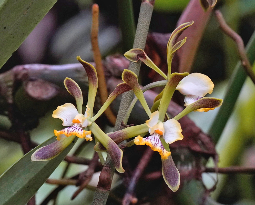 Encyclia alata has green-brown sepals and petals surrounding pale lips with purple markings and yellow edges