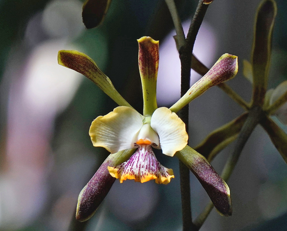 Encyclia alata Purple Striped Yellow Lip Encyclia alata has a single flower with brown-tipped green segments and a purple-striped lip edged in yellow