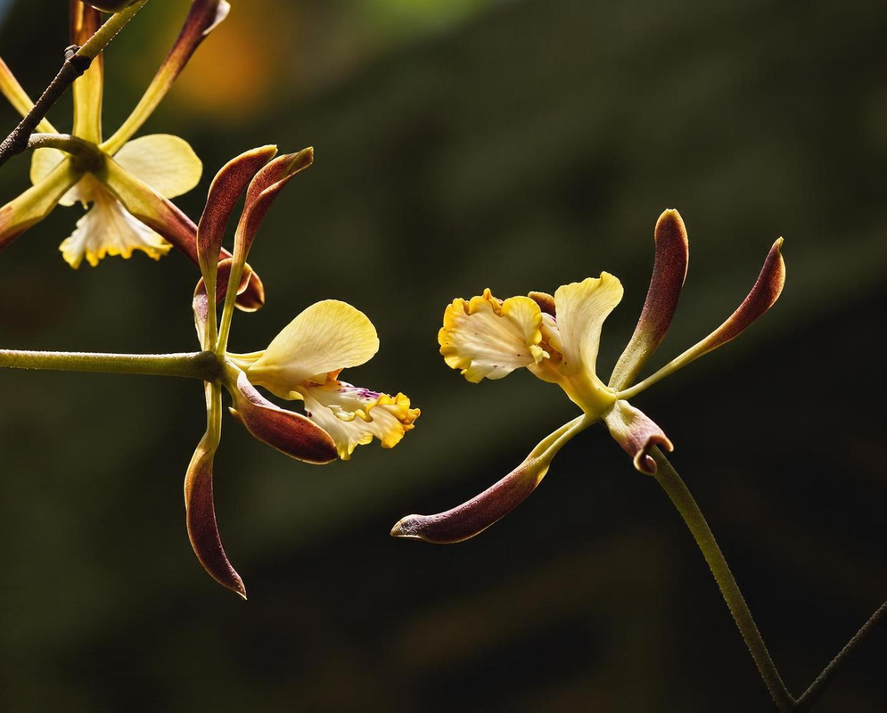 Encyclia alata Pale Yellow Flower Lips Encyclia alata carries brown-green flowers with broad pale yellow lips on a slender arching stalk