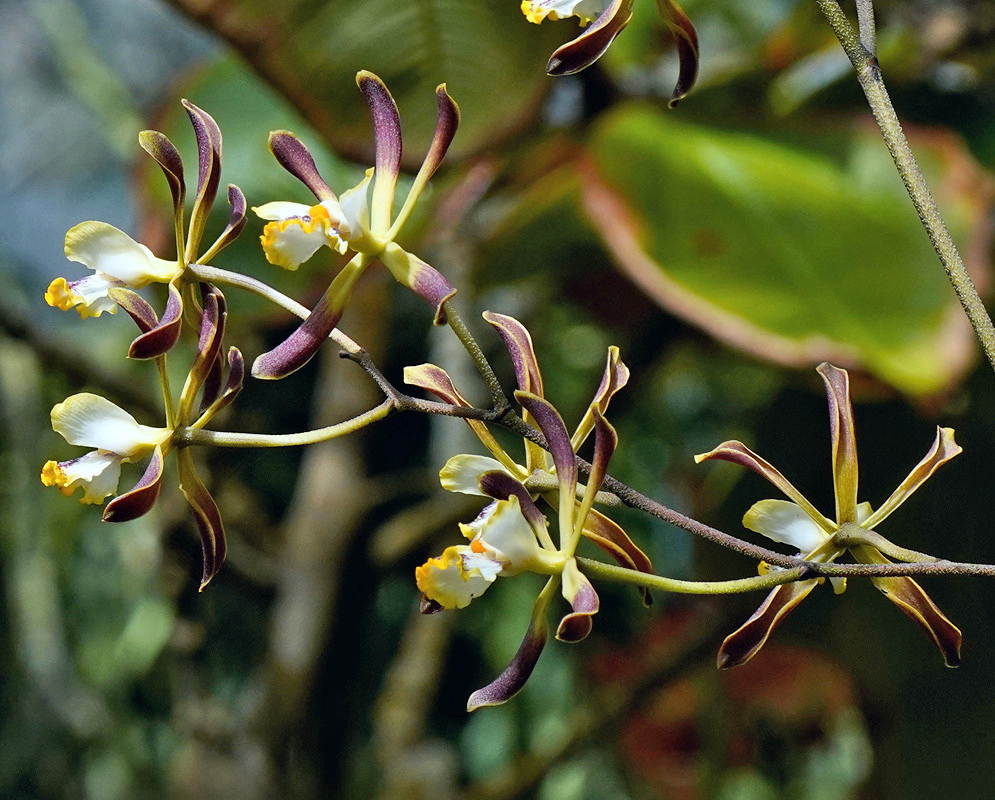 Encyclia alata Brown Green Flower Cluster Encyclia alata bears several flowers with narrow brown-green segments and yellow-edged pale lips
