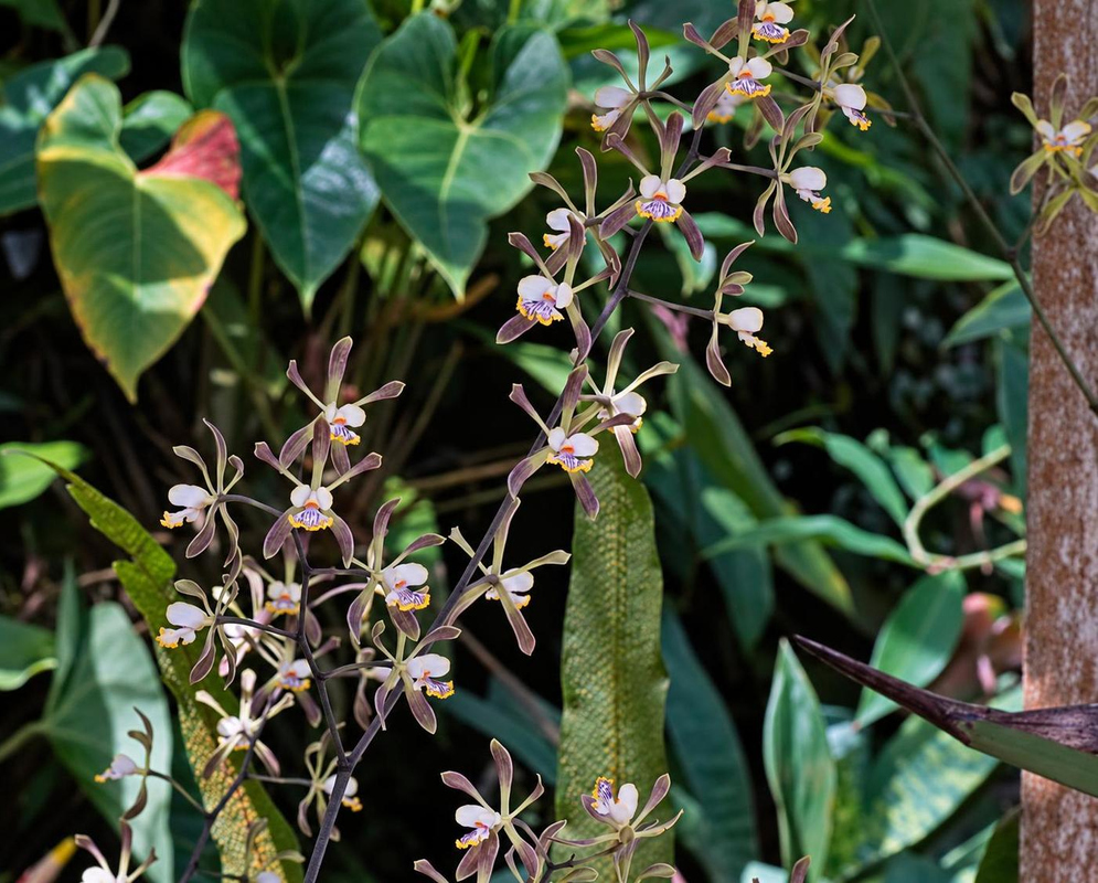 Encyclia alata Branching Flower Spray Encyclia alata has a branching flower spray with narrow green-brown segments and pale pink-marked lips