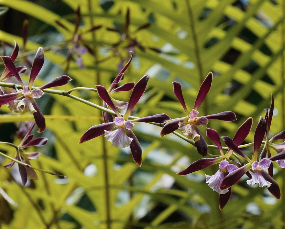 Encyclia Borincana flowers spread narrow maroon segments around pale pink striped lips on branching stems