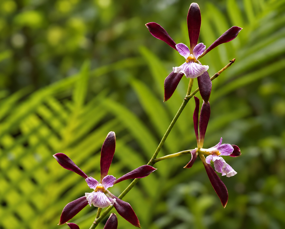 Encyclia Borincana Flowers on Branching Stem Three Encyclia Borincana flowers have slender maroon segments and pale pink lips