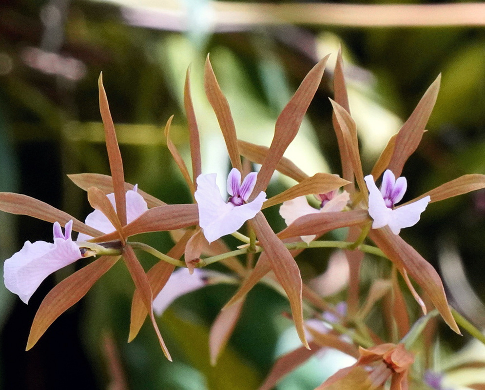 Encyclia bractescens has narrow brown star-shaped flowers with pale lilac lips marked by darker purple lines