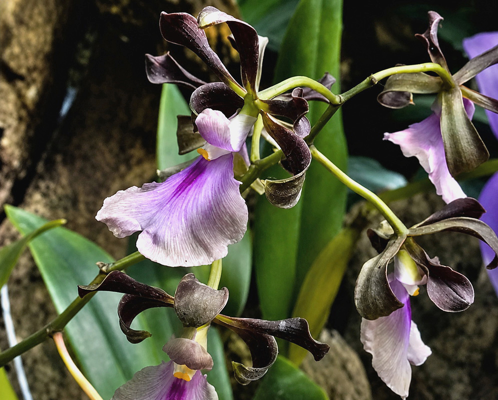 Encyclia cordigera Flower Encyclia cordigera flower