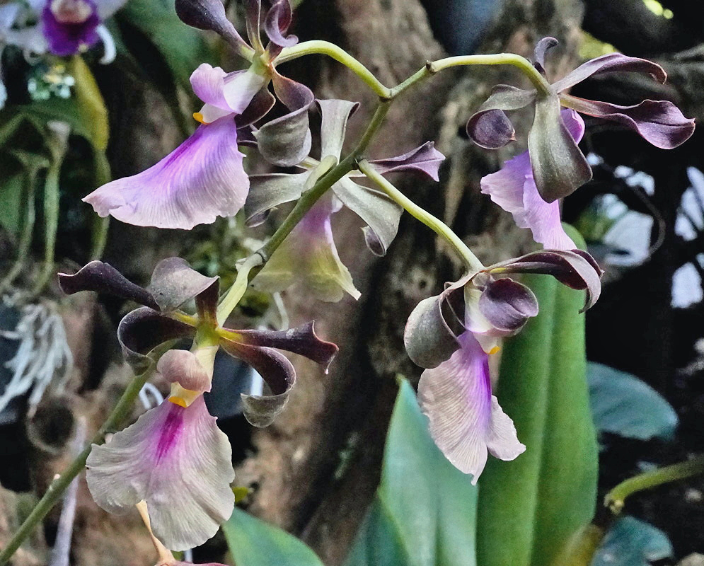Encyclia cordigera Flowers Encyclia cordigera flowers