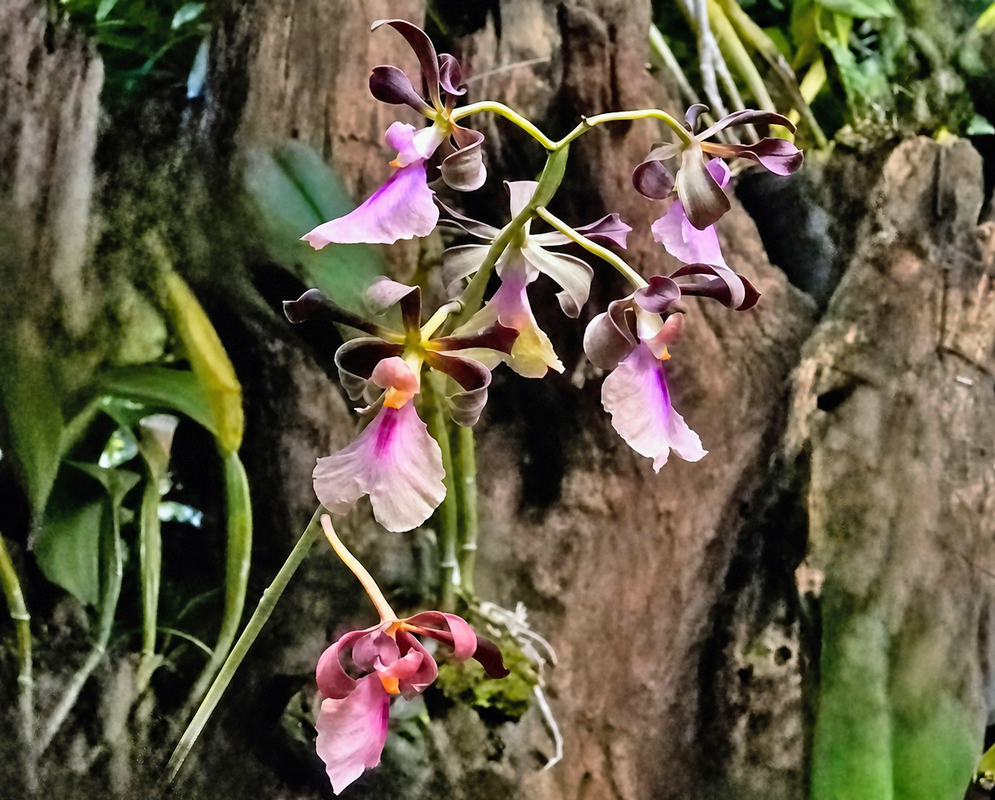Encyclia cordigera plant habit and foliage