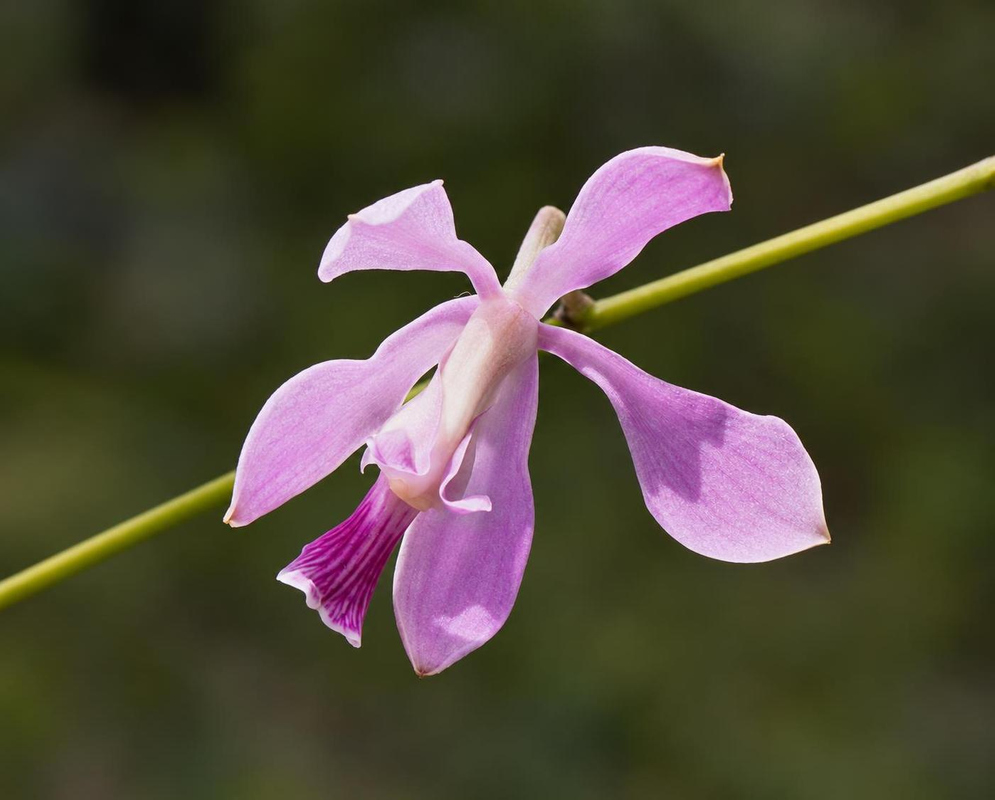 An Encyclia dichroma flower spreads pale pink segments around a deeper purple lip