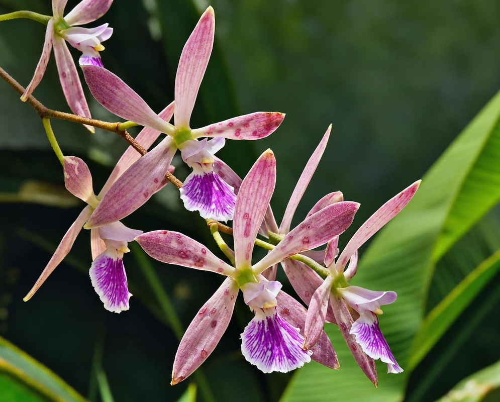 Encyclia Lee Ward flowers have narrow pink segments and ruffled purple-white lips on branching stems