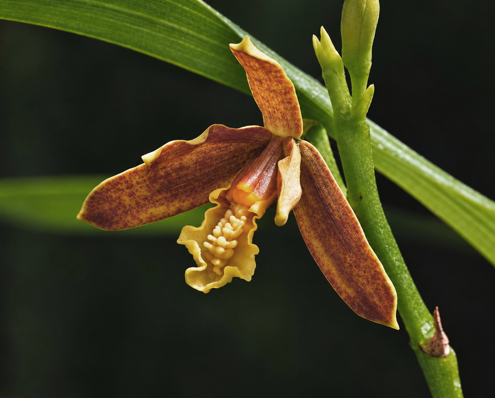 An Encyclia livida flower spreads brown-orange segments above a tightly ruffled yellow lip