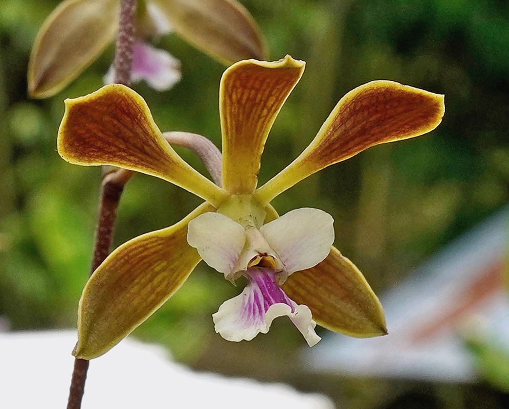Encyclia replicata plant habit and foliage