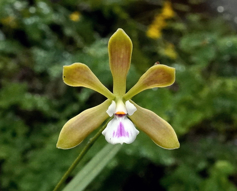 Encyclia tampensis has olive-green sepals and petals surrounding a white lip with a purple central marking