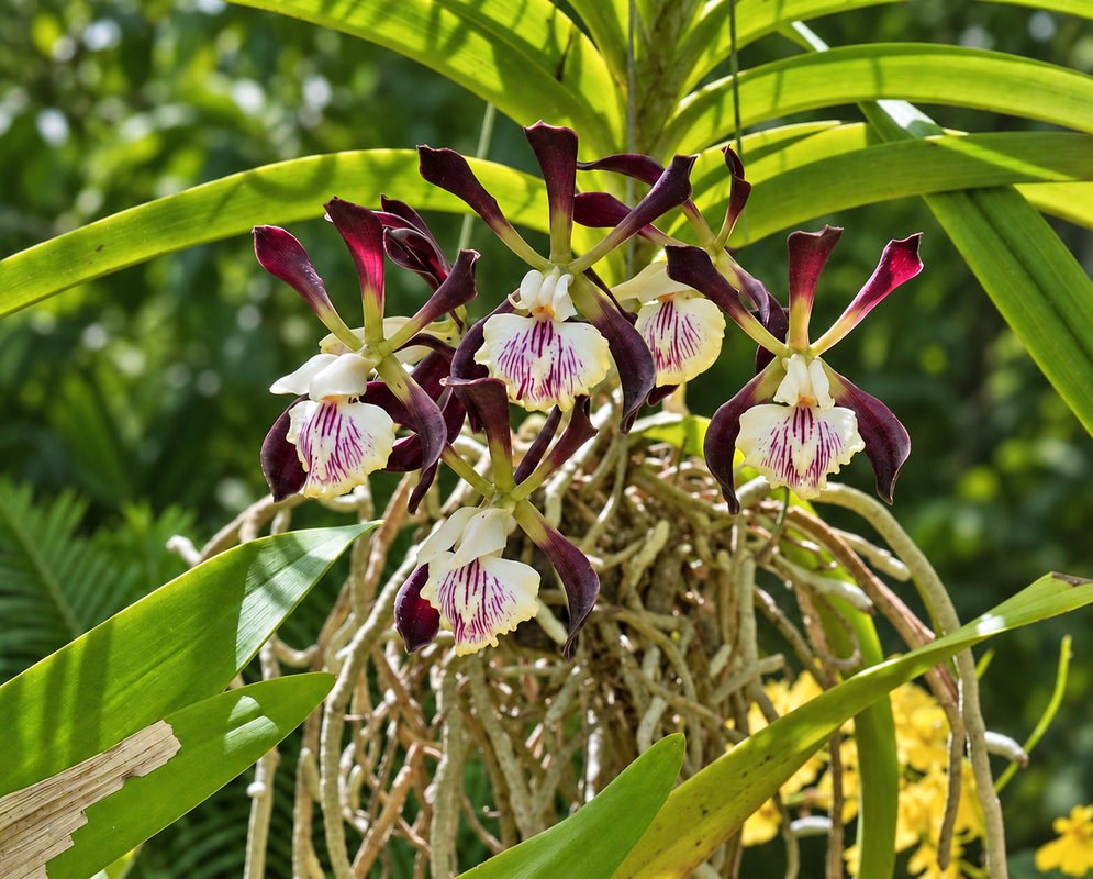 Encyclia Thomas Fennell Hamlyn flowers have maroon segments and broad cream lips streaked with purple