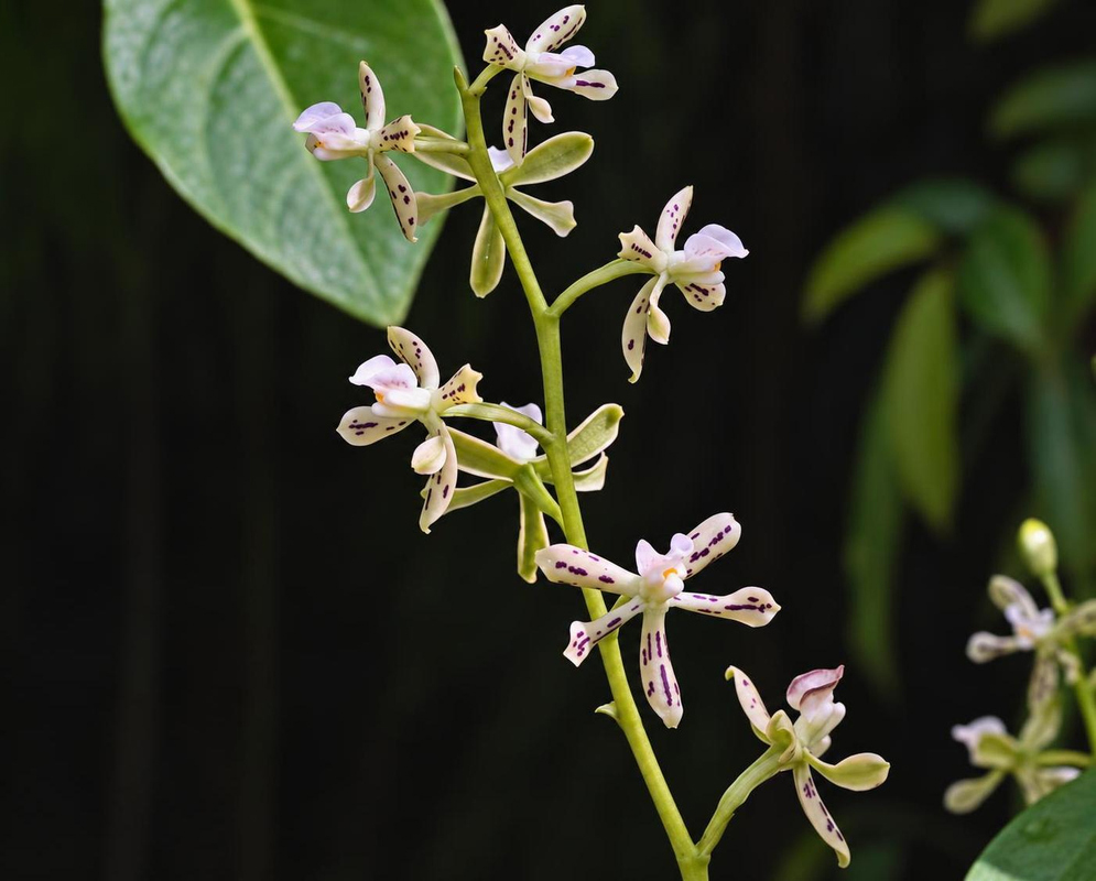 Small Encyclia vespa flowers have pale spotted lips above narrow greenish segments on an upright stalk