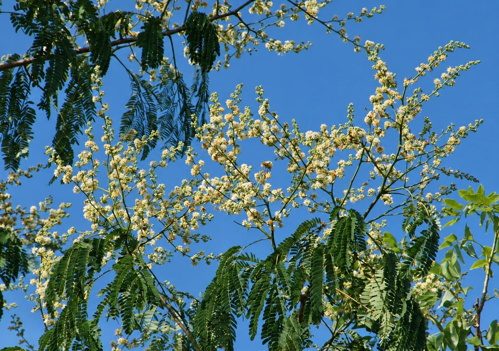 Enterolobium cyclocarpum Cream Flowers Above Divided Foliage Enterolobium cyclocarpum bears branching clusters of cream flowers above finely divided green foliage