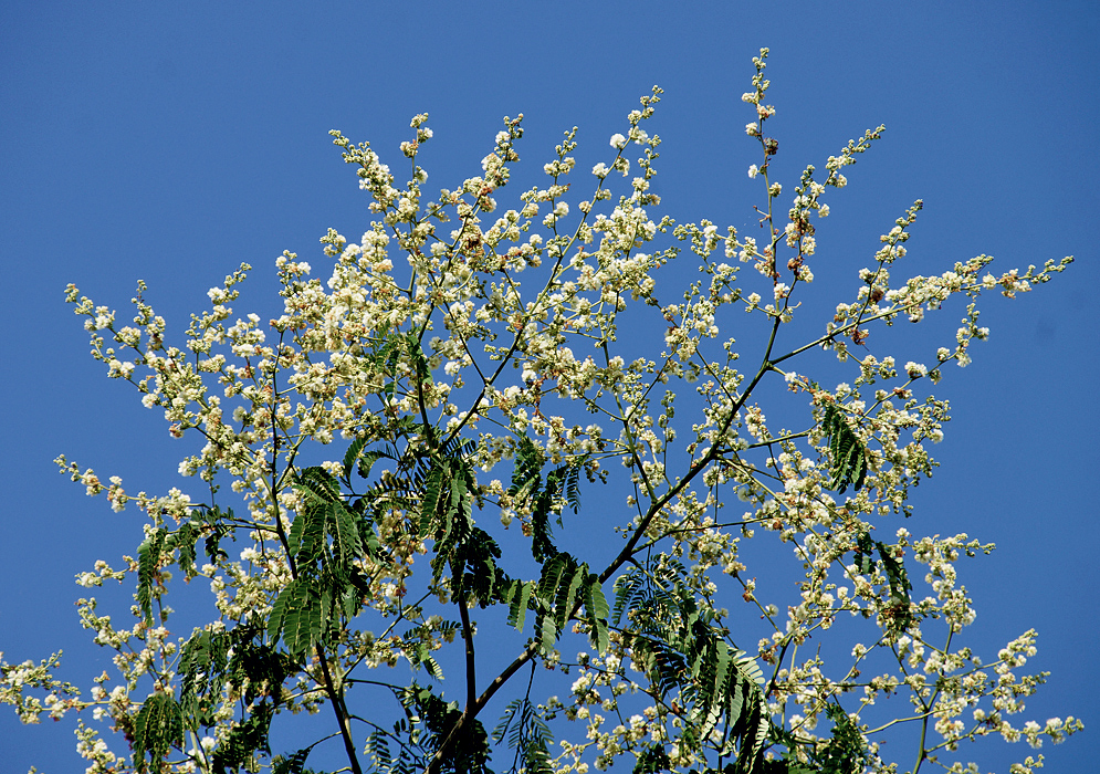 Enterolobium cyclocarpum tree top  with inflorescences of white flowers under blue skies