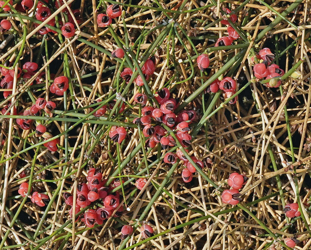 Ephedra tweedieana has numerous red fleshy seed cones scattered among slender jointed green branches