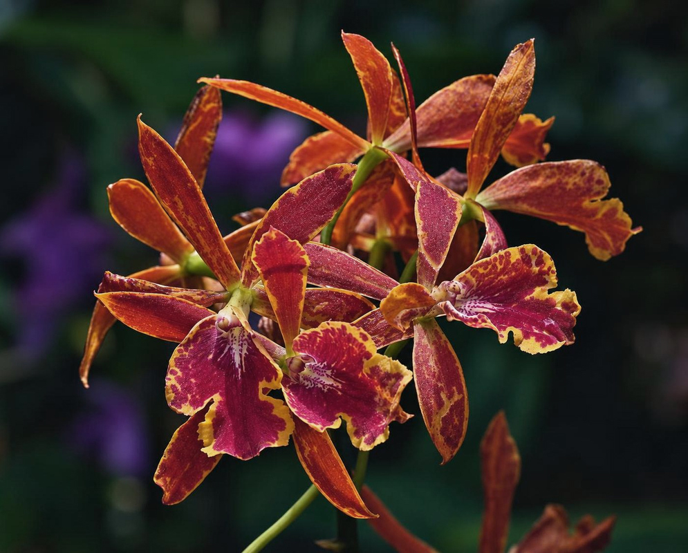 Epicatanthe Volcano Trick Paradise flowers have reddish-orange segments and ruffled dark pink lips