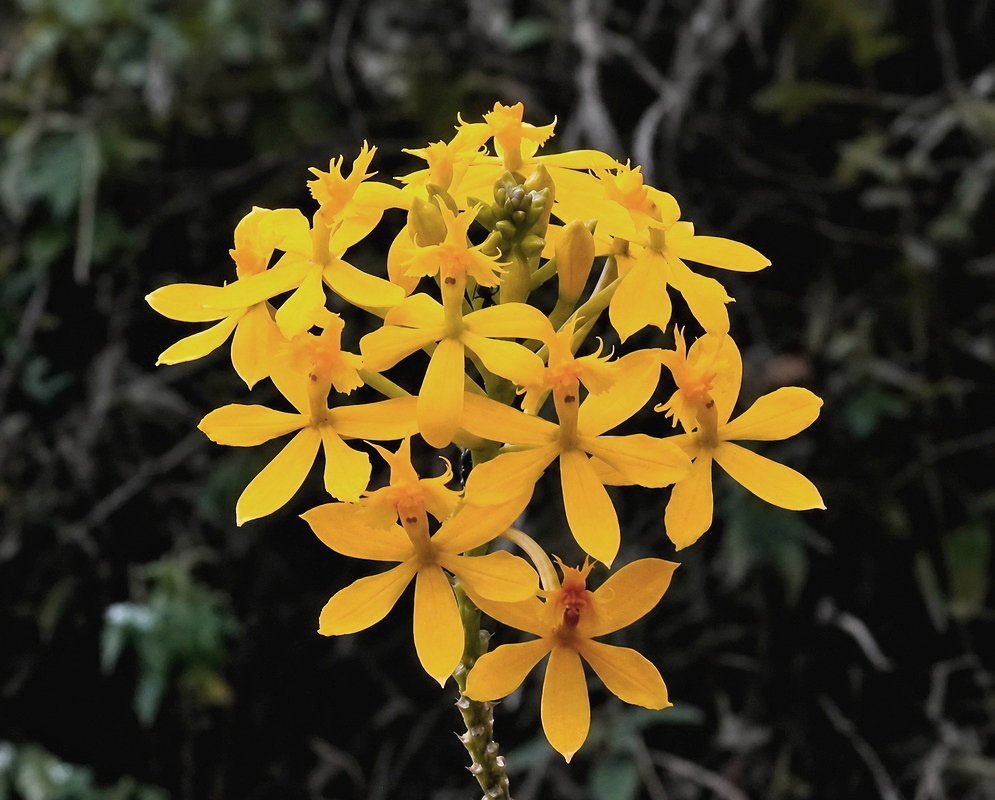 Epidendrum aura-usecheae plant habit and foliage