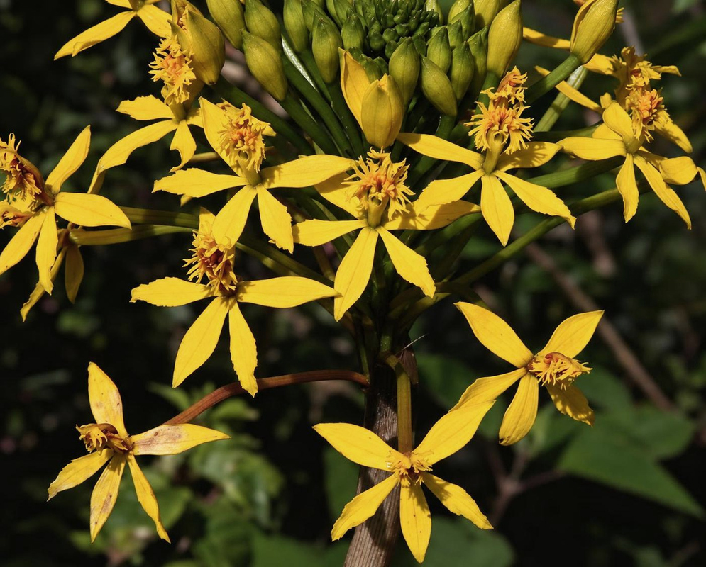 Yellow Epidendrum aura flowers spread narrow pointed segments around patterned lips below clustered green buds