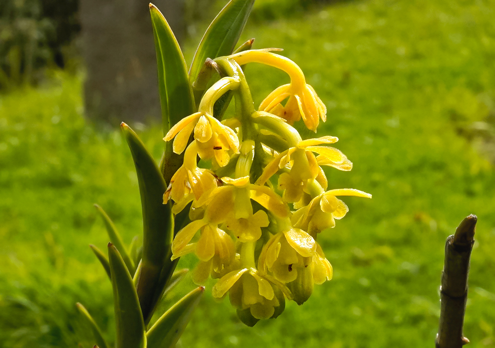 A drooping inflorescence of dirty yellow Epidendrum chioneum flowers