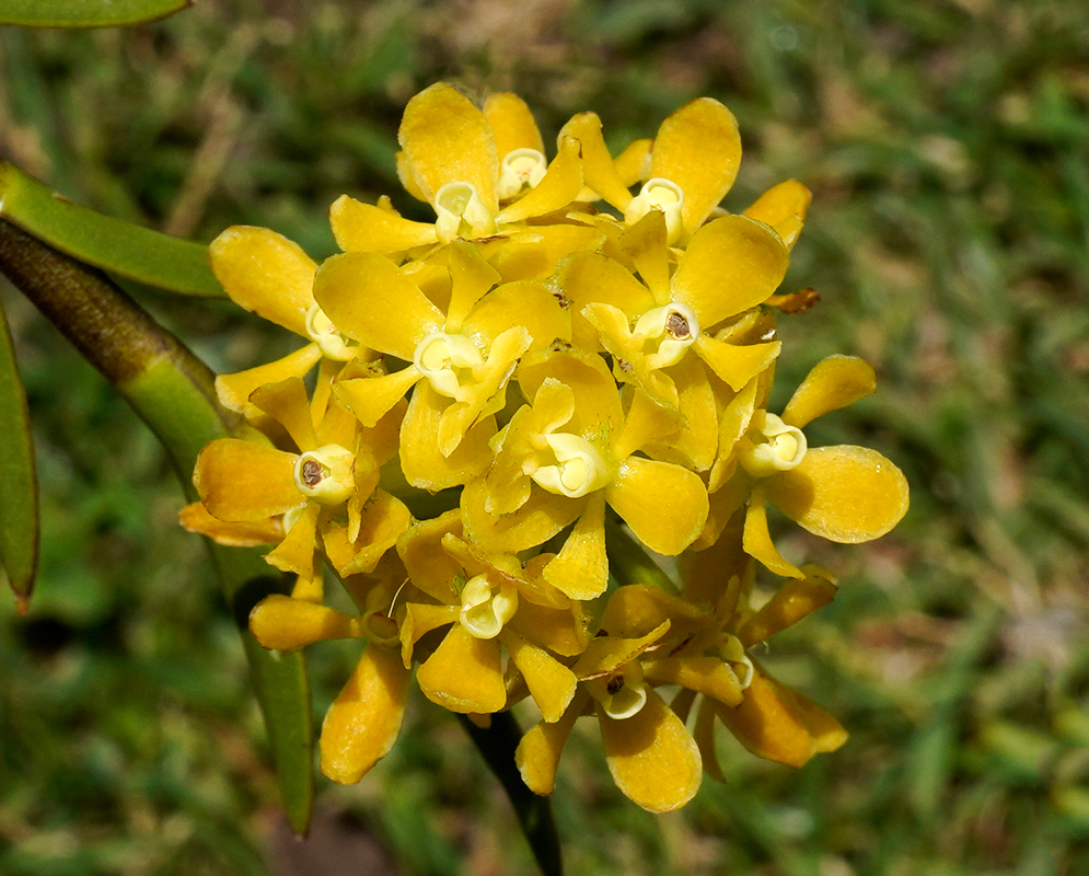 A cluster of yellow Epidendrum chioneum flowers