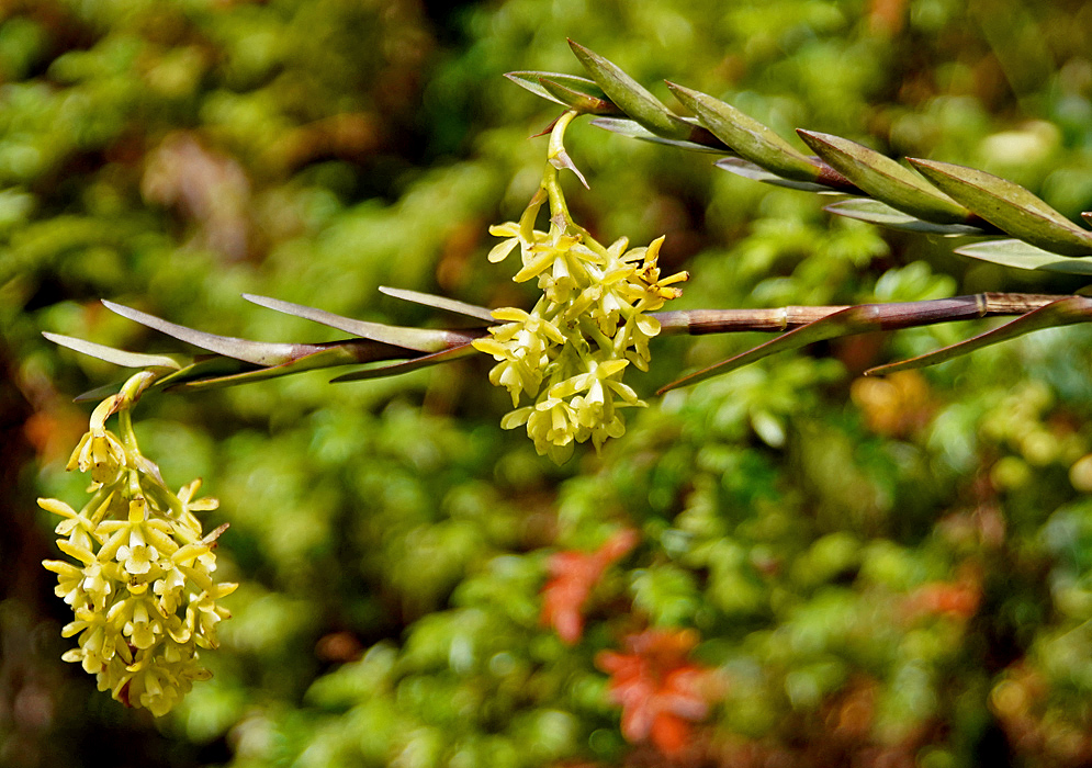 Epidendrum chioneum with yellowish green flowers