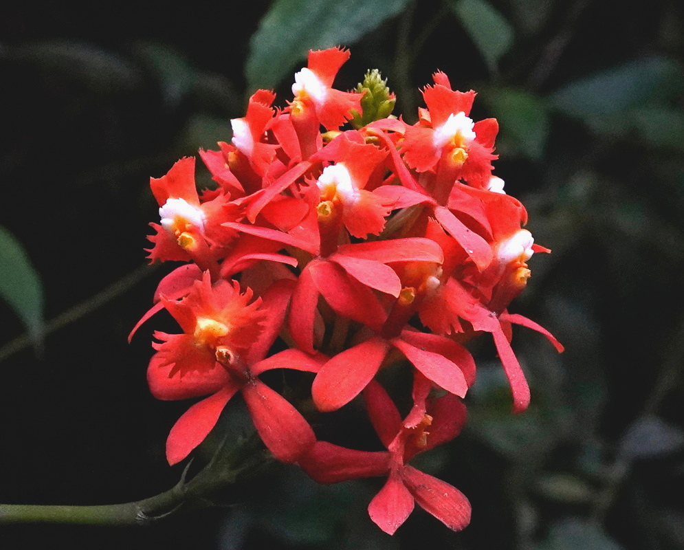 Red Epidendrum cochlidium flowers crowd a rounded cluster with fringed lips and pale centres