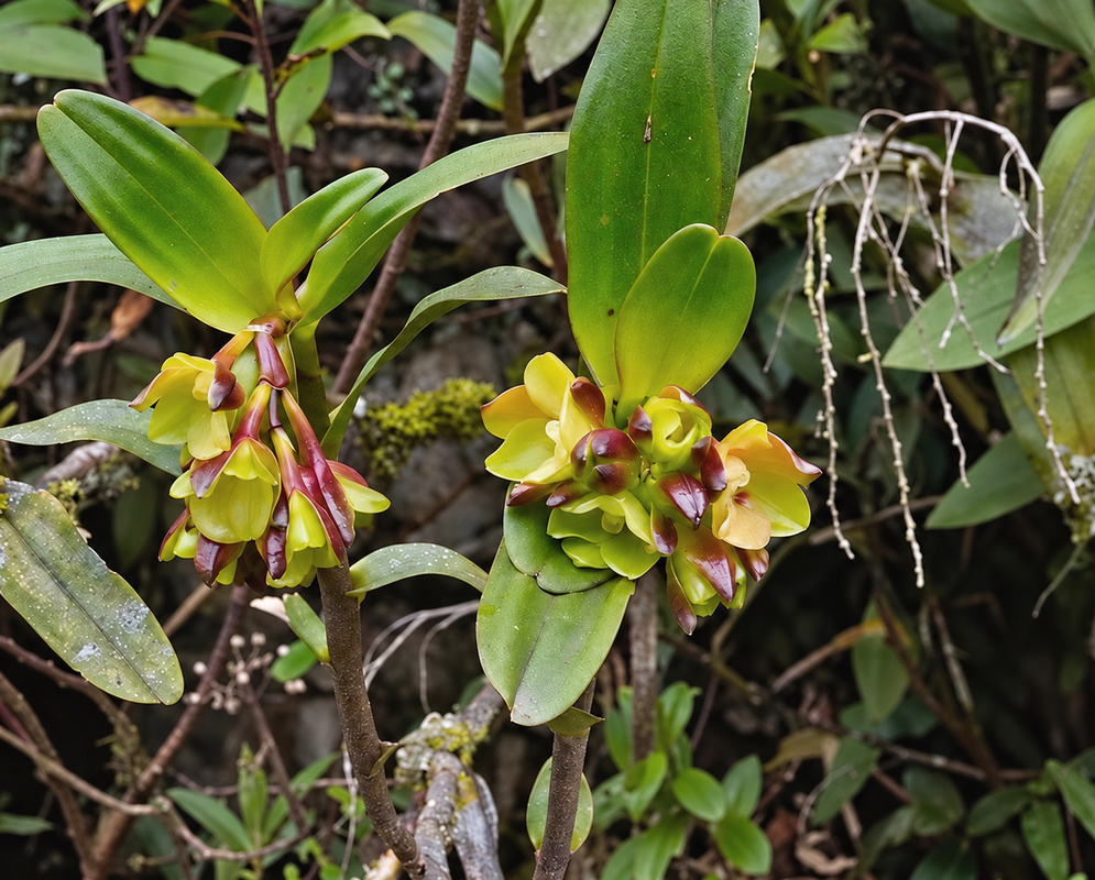 Epidendrum colombianum bears yellow-green flowers with burgundy centres among broad leaves