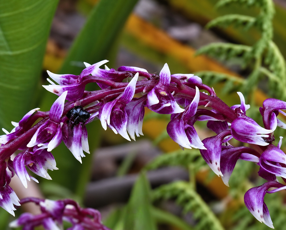 Epidendrum coryophorum has purple flowers with white tips arranged along a curved pink flower stalk