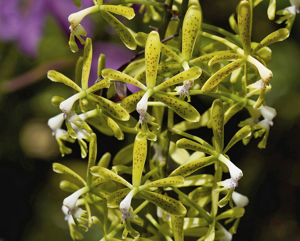 Spotted yellow-green Epidendrum cristatum flowers spread narrow segments around small fringed white lips