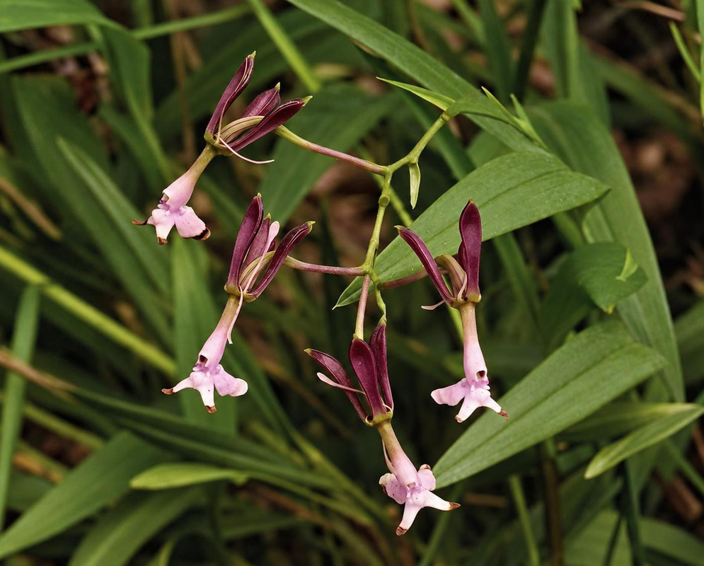 Epidendrum englerianum flowers have slender burgundy segments and small pale pink lips