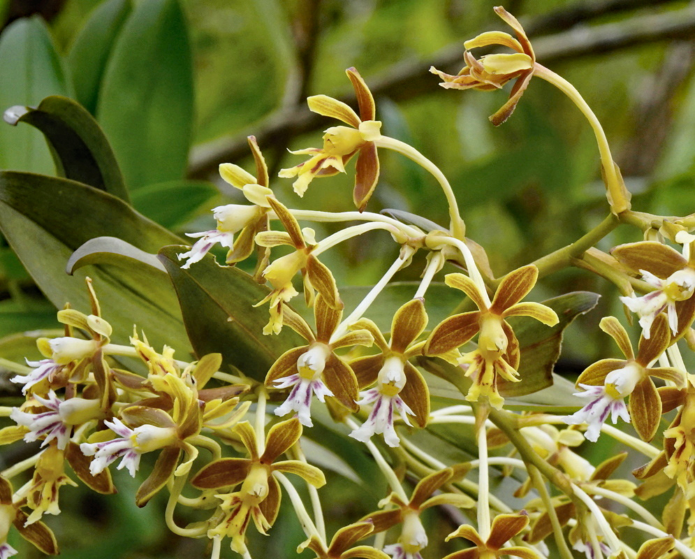 Epidendrum exasperatum has green-brown flowers with white fringed lips on branching upright stalks