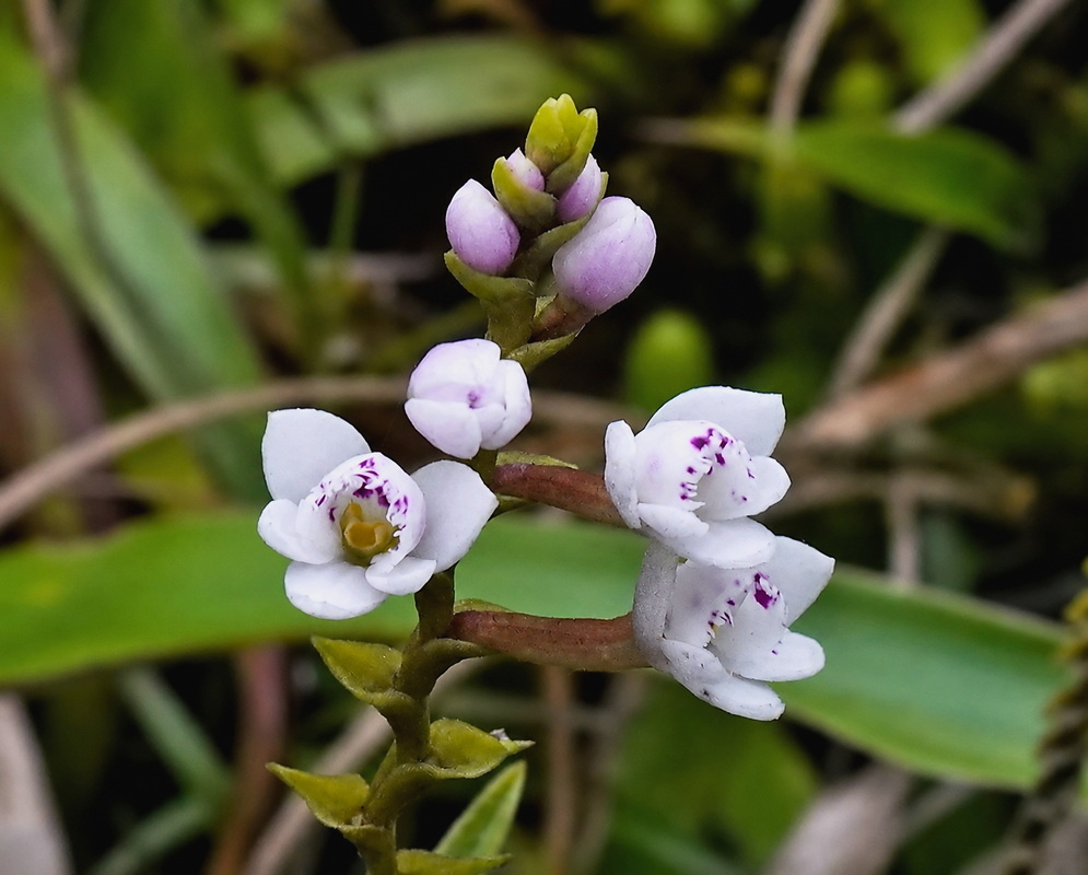 Epidendrum fimbriatum plant habit and foliage