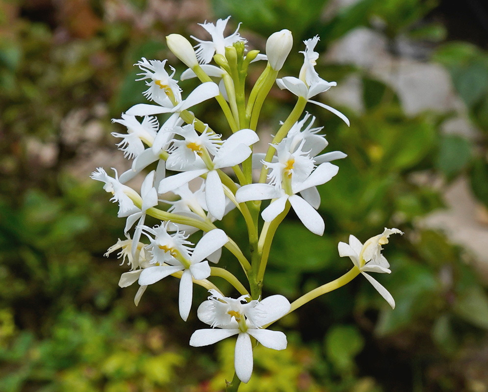 White Epidendrum hybrid flowers have deeply fringed lips among slender green stalks and unopened buds