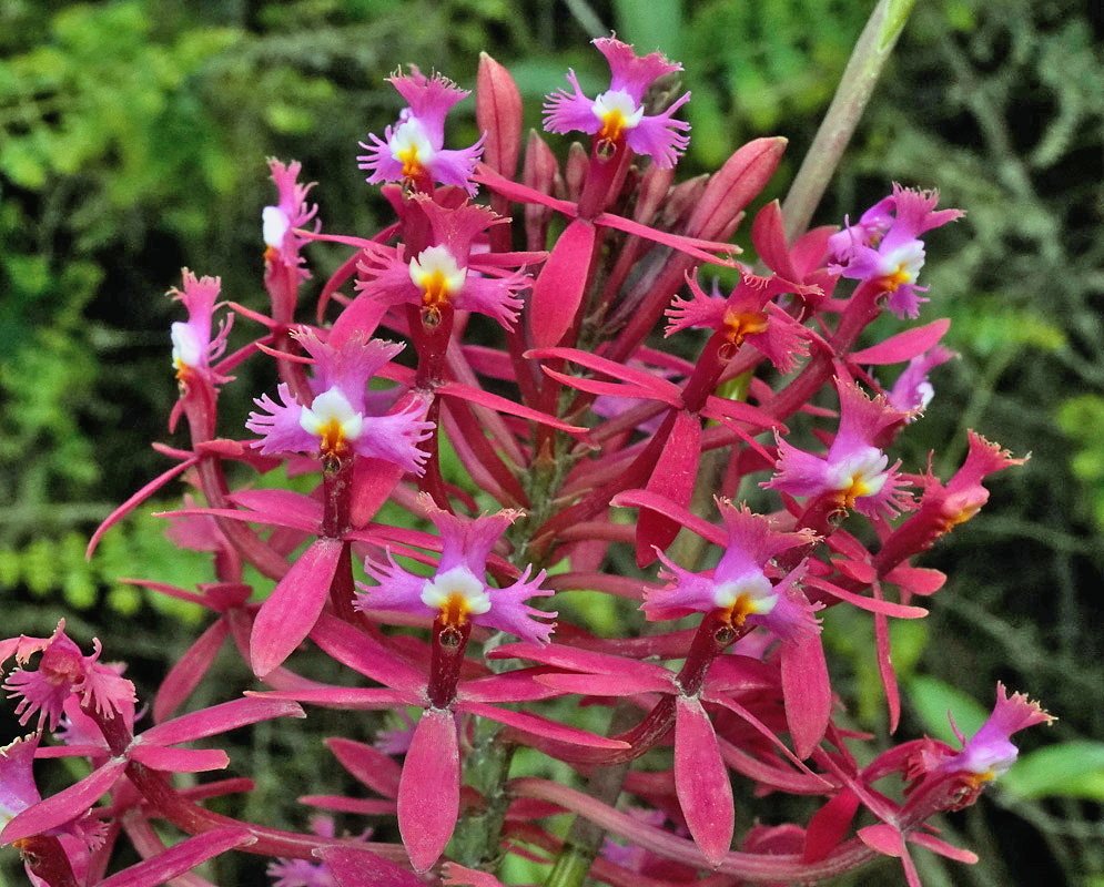 Epidendrum ibaguense Flowers Epidendrum ibaguense flowers