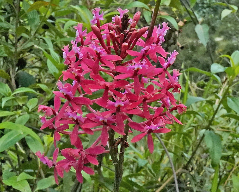 Epidendrum ibaguense plant habit and foliage